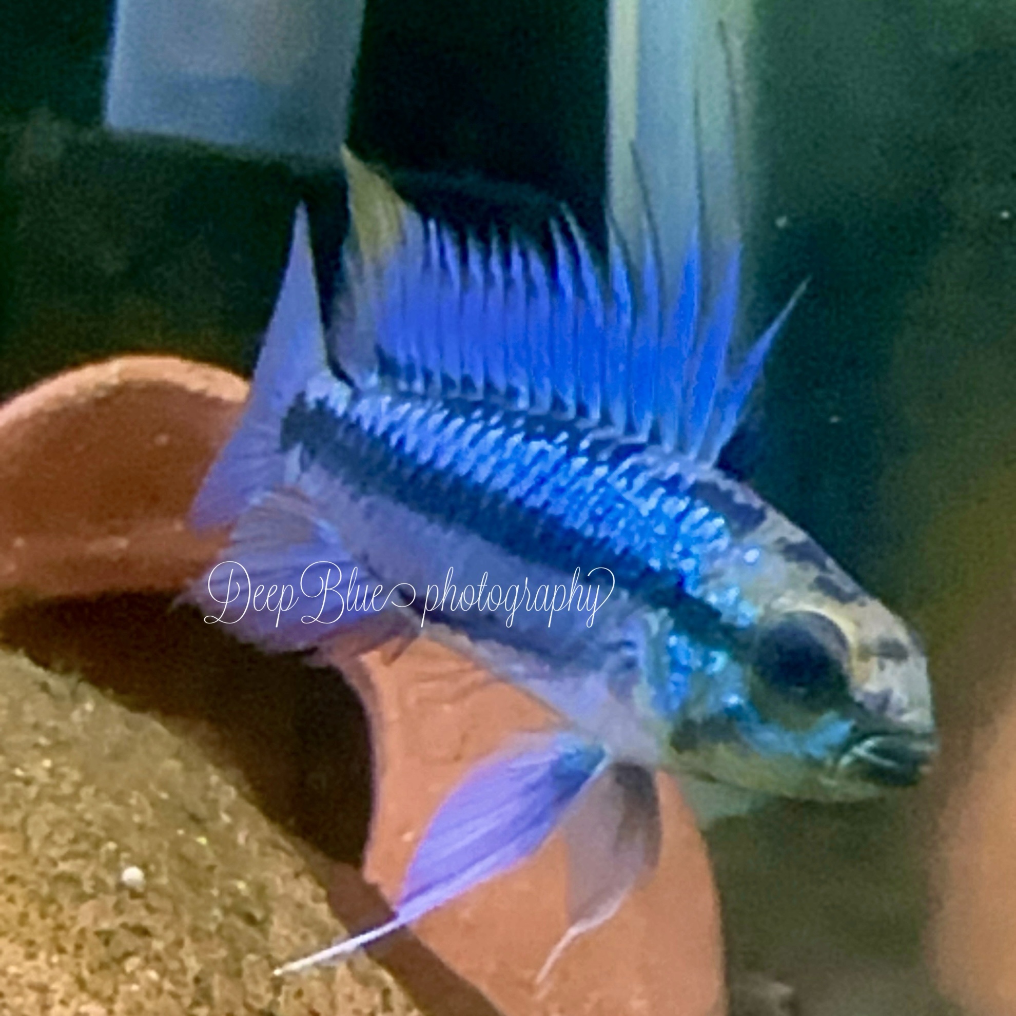 アピストトリファスシアータ 歐便F1若魚(1匹)親超美!