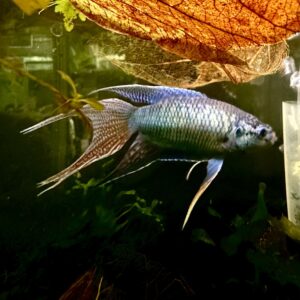 パラダイスフィッシュ(自家繁殖ノーマル)スタイル抜群！