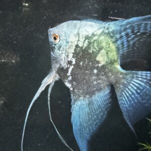 アバターブルーエンゼル 幼魚6匹セット