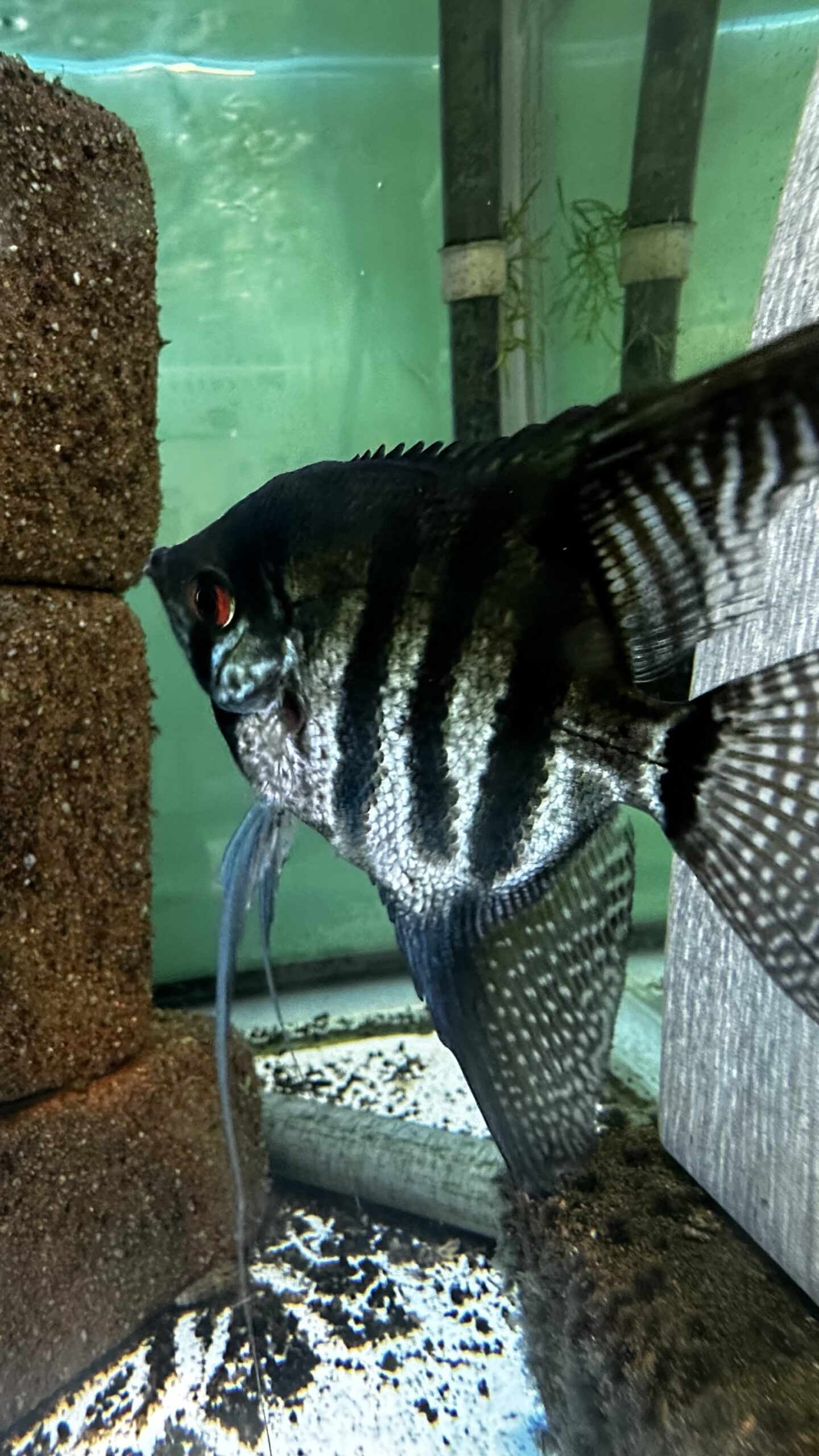 ゼブラブルーレースエンゼル幼魚5匹セット! - 画像 (2)