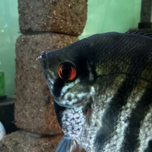 ゼブラブルーレースエンゼル幼魚5匹セット！