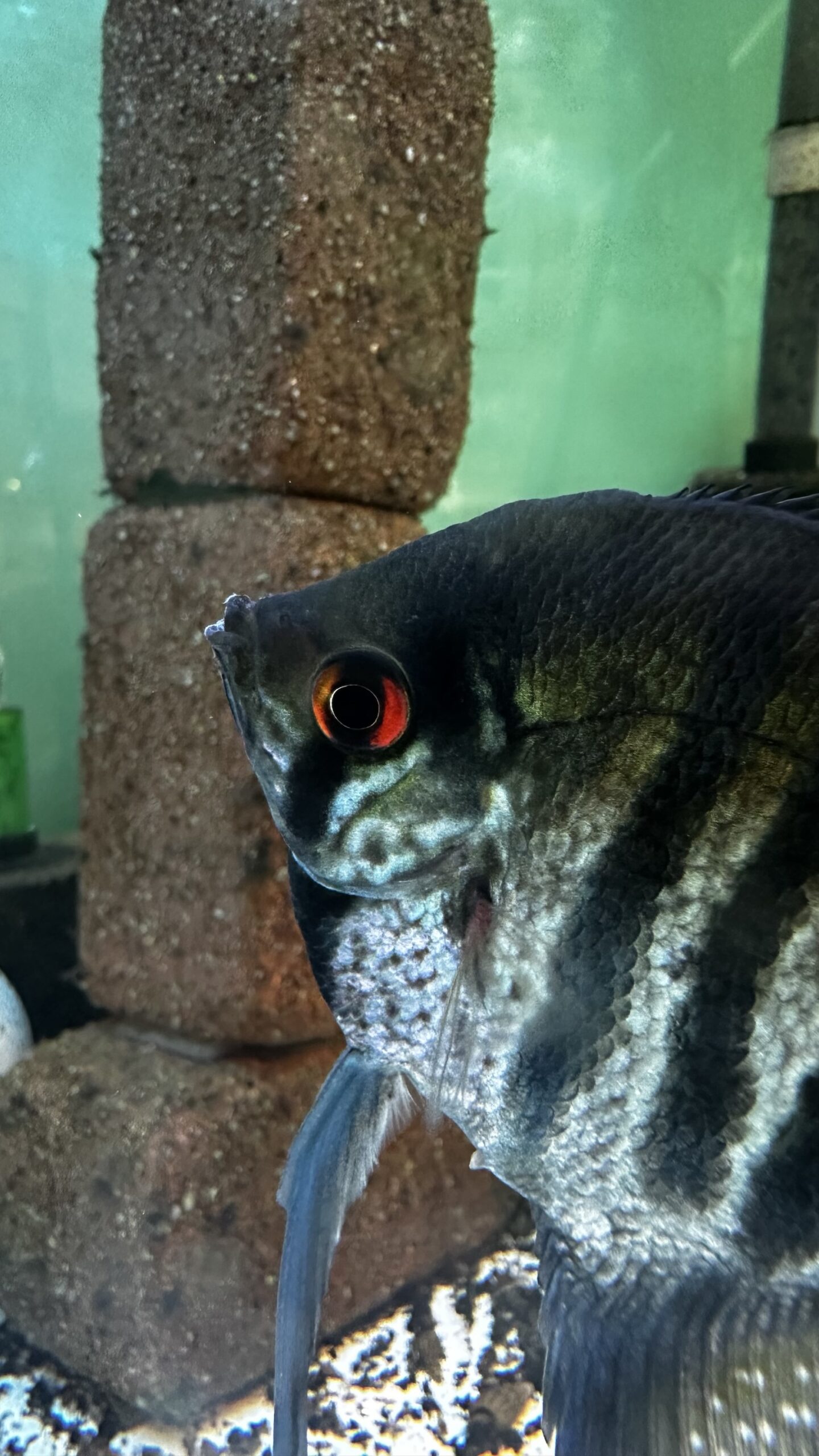 ゼブラブルーレースエンゼル幼魚5匹セット!