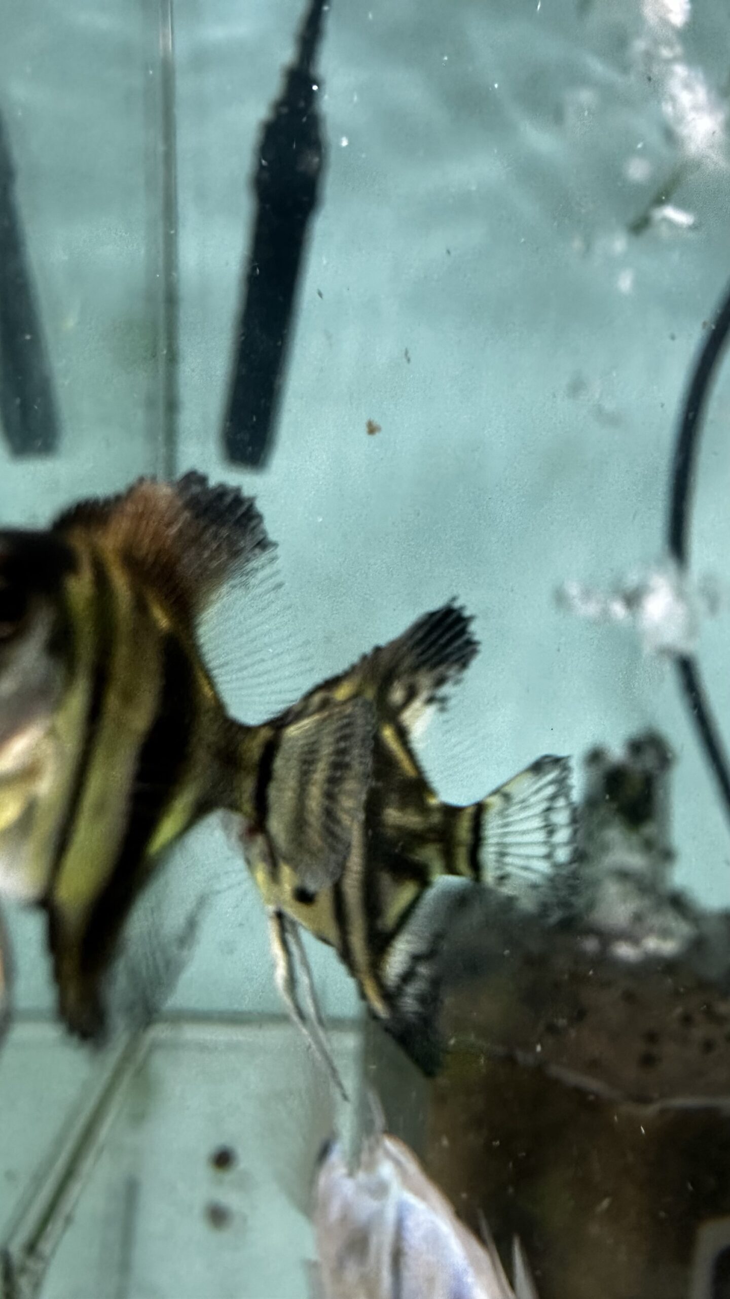 ゼブラブルーレースエンゼル幼魚5匹セット! - 画像 (4)