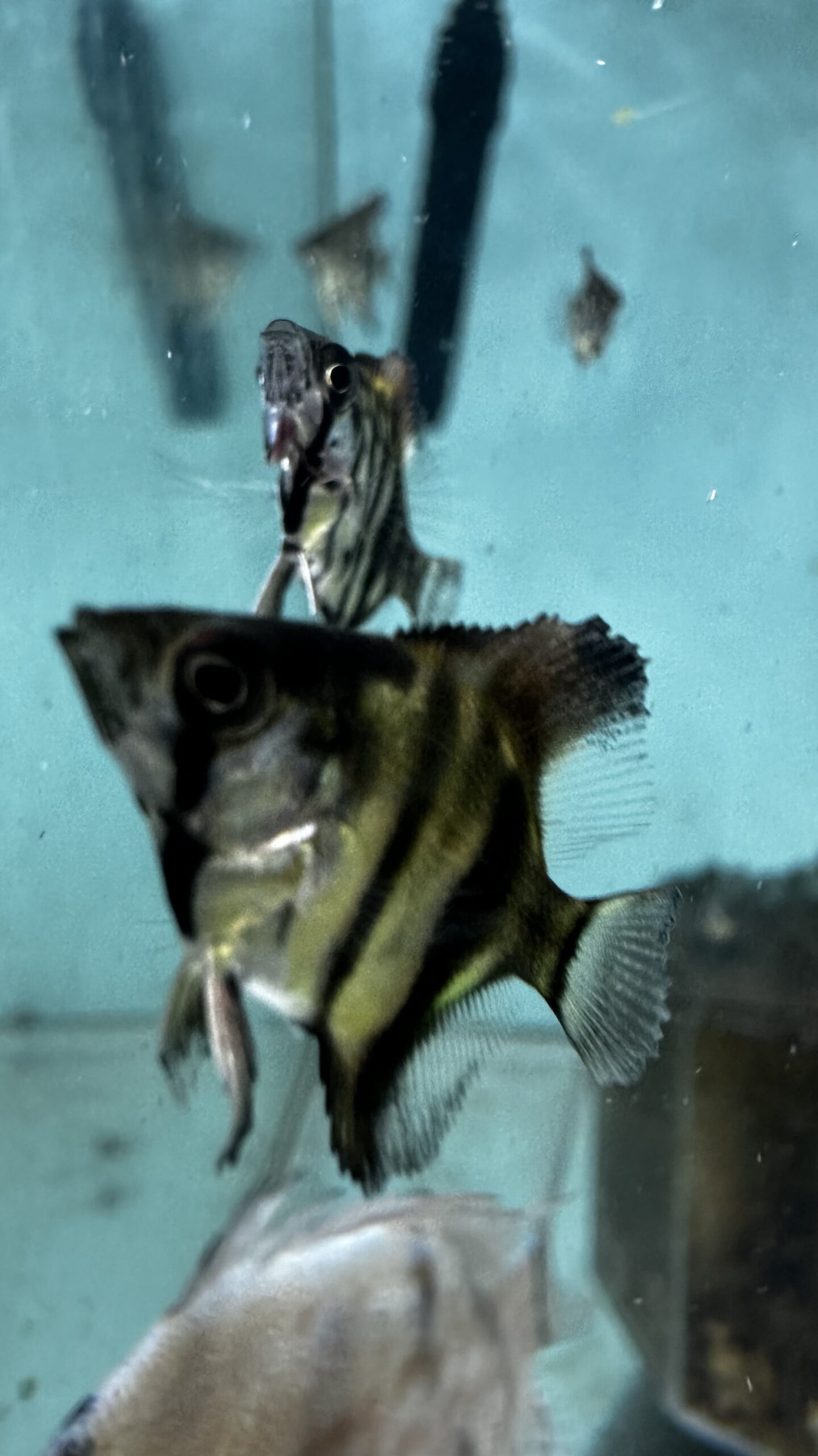 ゼブラブルーレースエンゼル幼魚5匹セット! - 画像 (3)