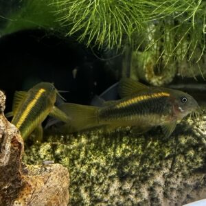 コリドラス  イルミナティオレンジ1匹