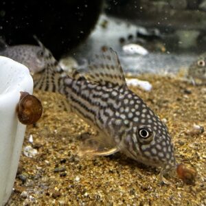 コリドラス  ステルバイ1匹