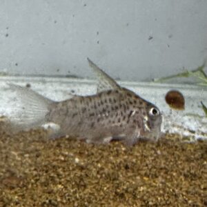 コリドラス  ハイフィンロレットエンシス1匹