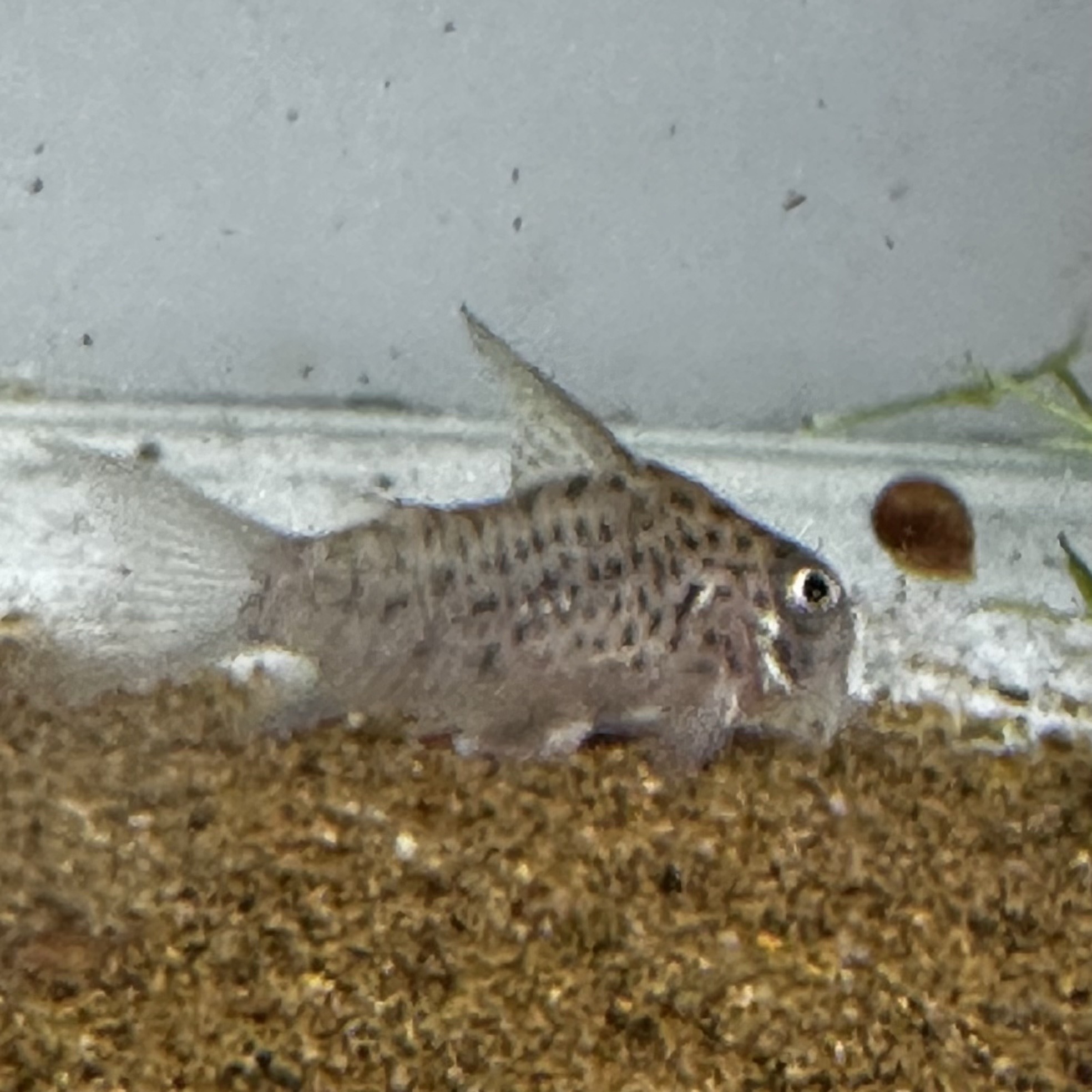 コリドラス ハイフィンロレットエンシス1匹