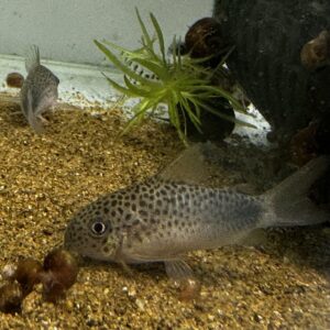 コリドラス  バイオレット(シミリス)1匹