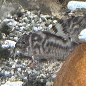 コリドラス  ゼブリーナ1匹