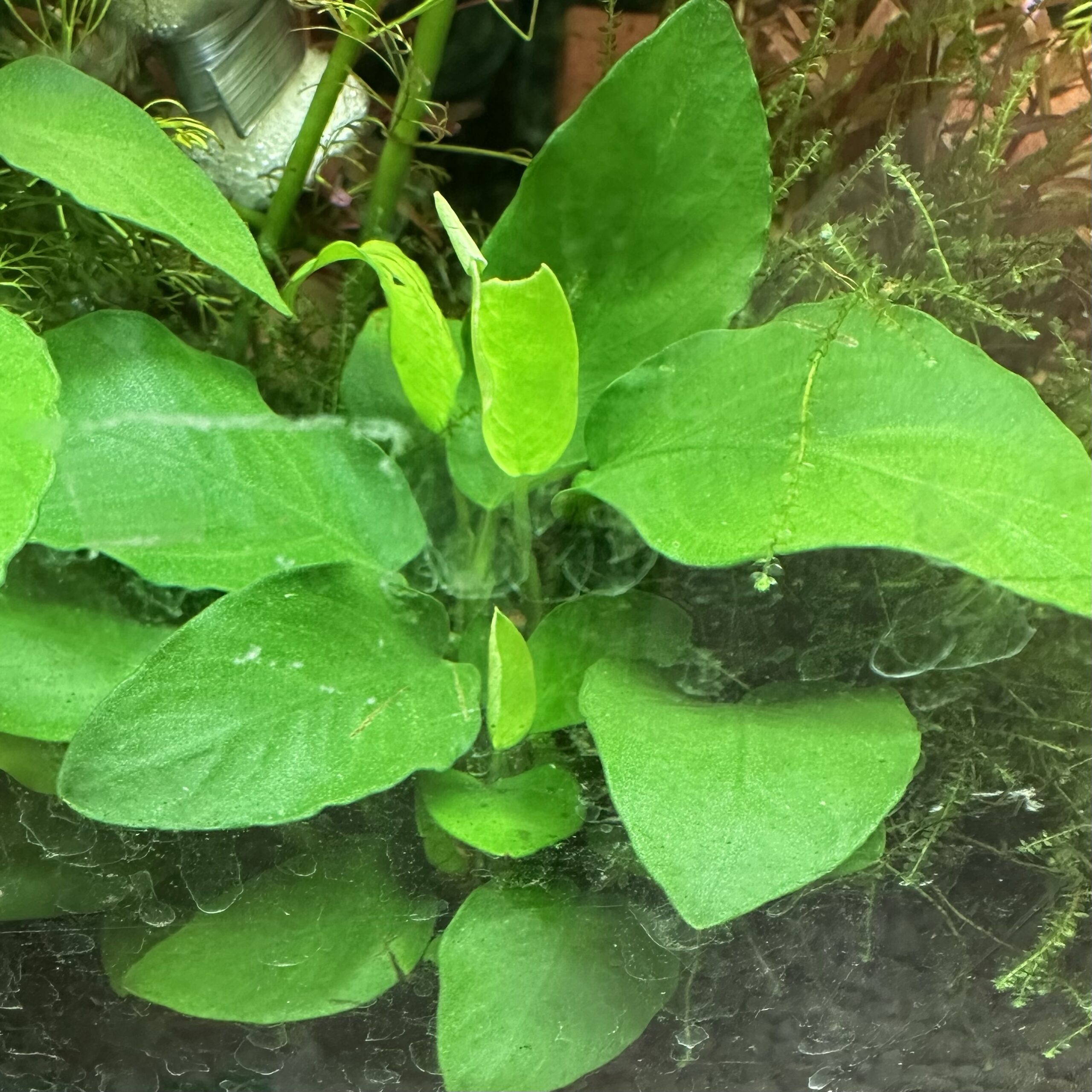 アヌビアス ナナ 1pot Lサイズ - 画像 (3)