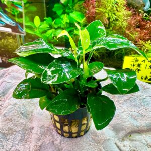 アヌビアス ナナ  1pot   Lサイズ