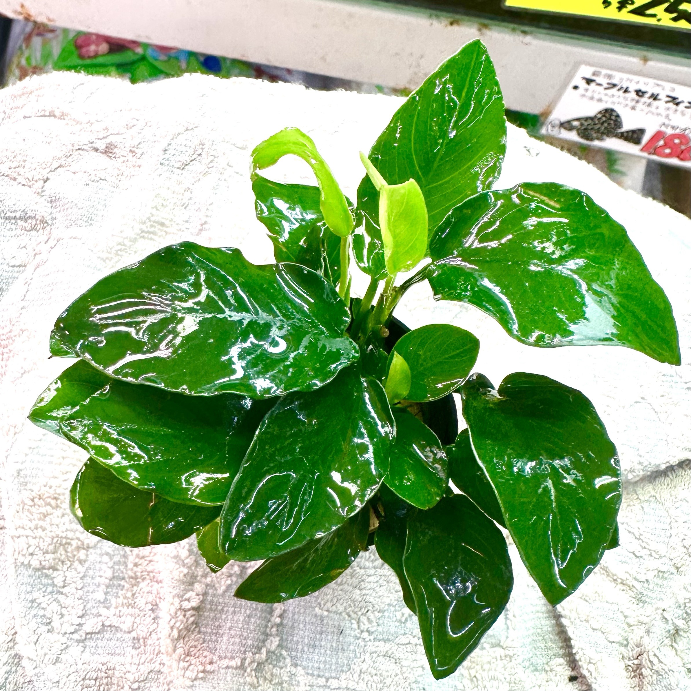 アヌビアス ナナ 1pot Lサイズ - 画像 (2)