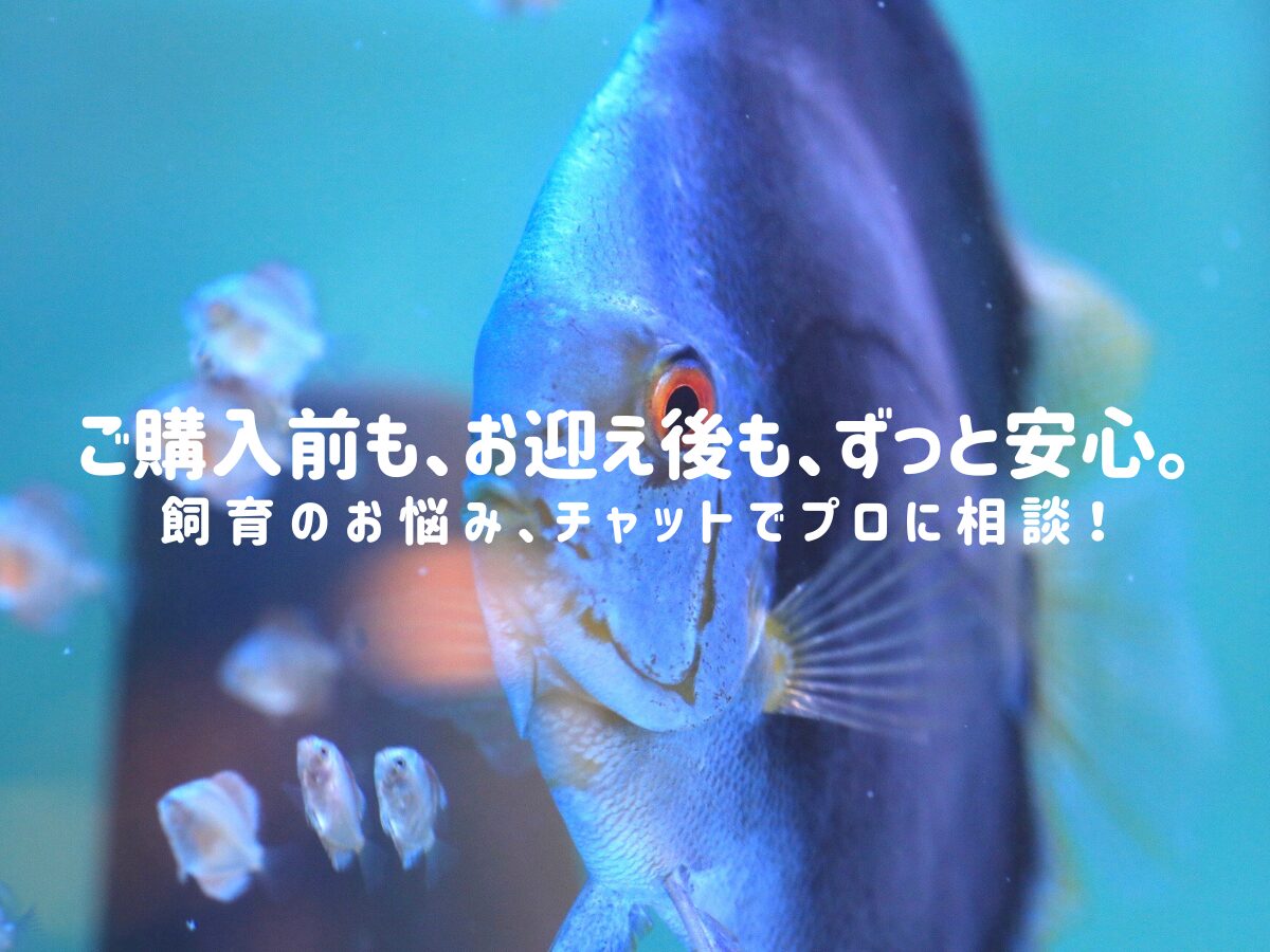 お迎え後もずっと安心