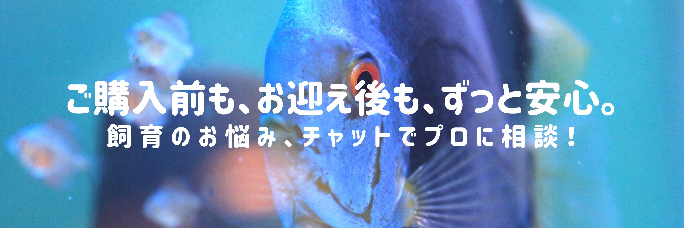 お迎え後もずっと安心